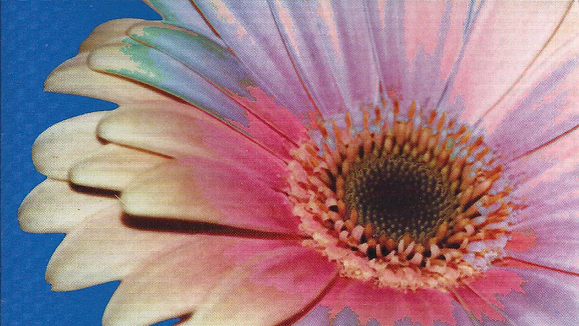 Burke Ingraffia's album cover with flower