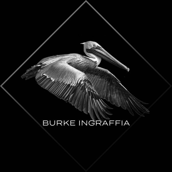 Burke Ingraffia pelican logo